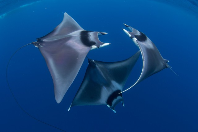 Take an Underwater Journey With These 15 Award-Winning Images
