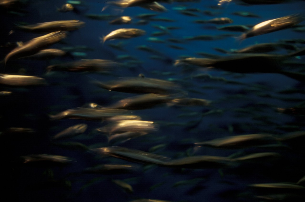 Collective memory loss in herring results in 800 km shift in spawning grounds