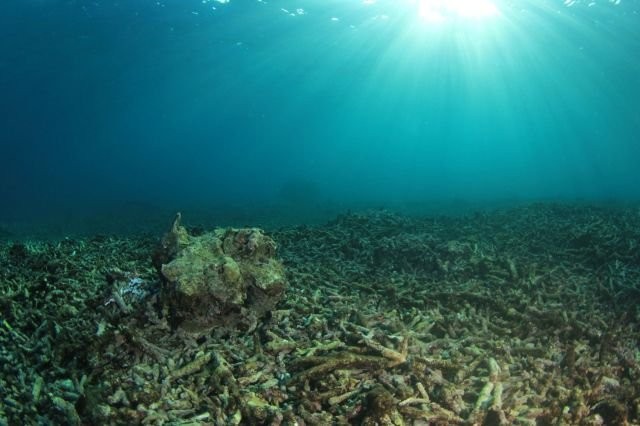 Scientists sound alarm after making concerning discovery during ocean expeditions: ‘[They] can die of hunger’