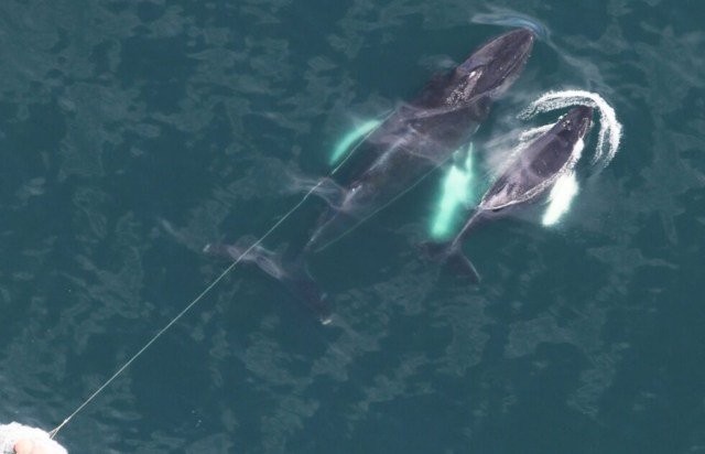 Response team makes incredible save after spotting humpback whale entangled in fishing rope: 'Many thanks goes to the crew'