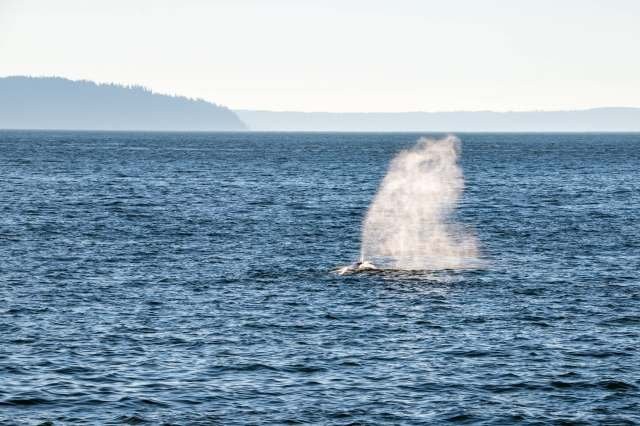 Researchers issue urgent warning after witnessing disturbing behavioral shift in ocean species: 'It's really just horrific'