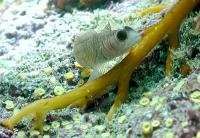 Fish adapt to ocean acidification by modifying gene expression