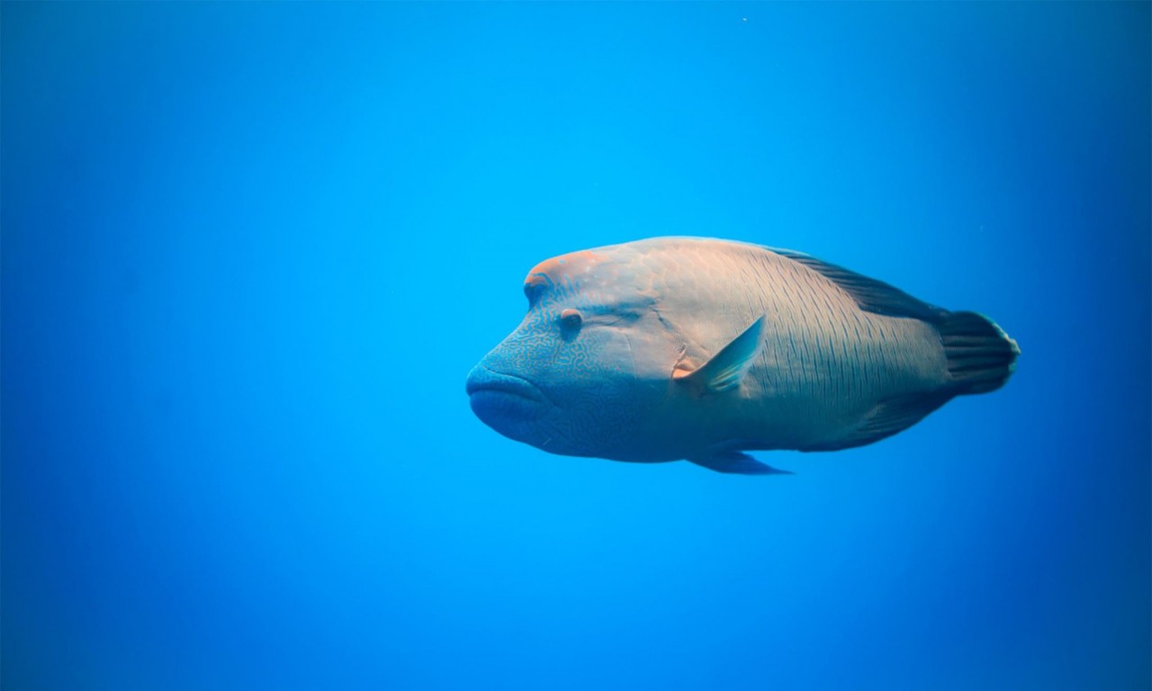 Rowley Shoals: thriving Australian reef shows what’s possible when ecosystems are untouched by humans