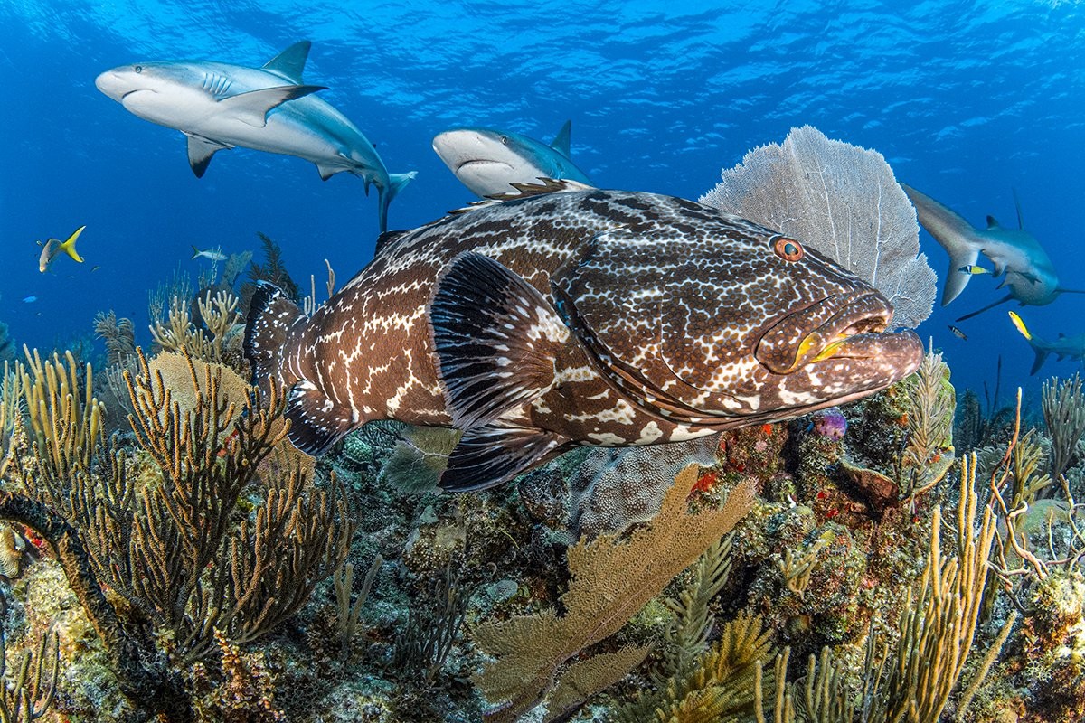 The Best Scuba Destinations for Diving Healthy Marine Environments
