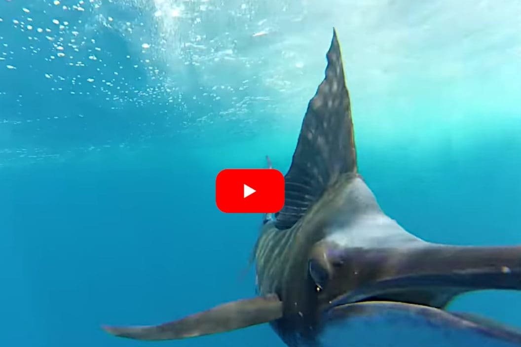 Sailfish Showcases Its Speed Keeping Up With Fast-Moving Motorboat