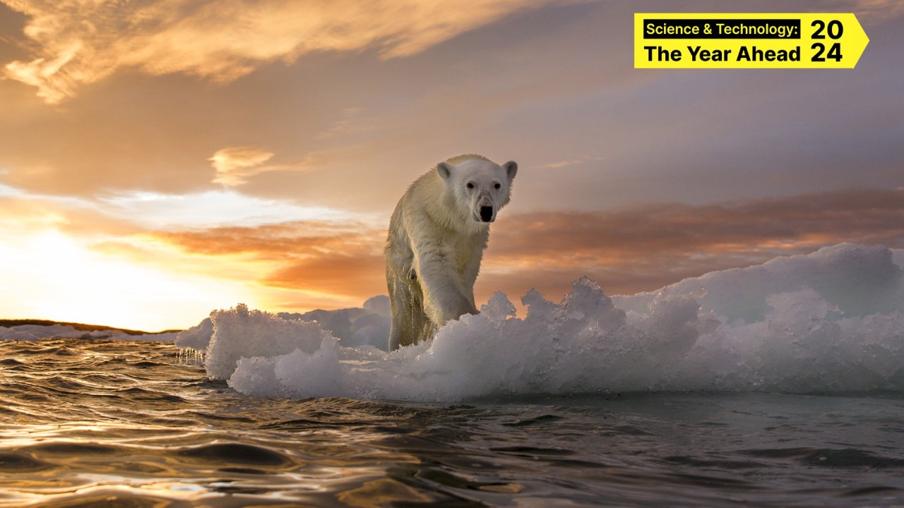 The Increasingly Precarious Future of the Polar Bear