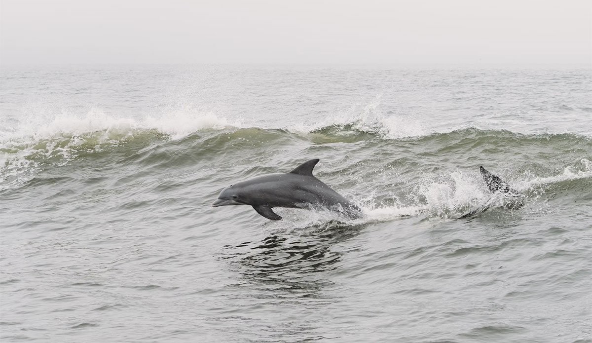 Dolphins Might Be Speaking Something Close to a Real Language
