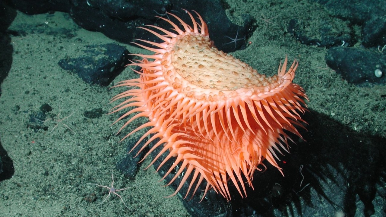 Humans still haven't seen 99.999% of the deep seafloor