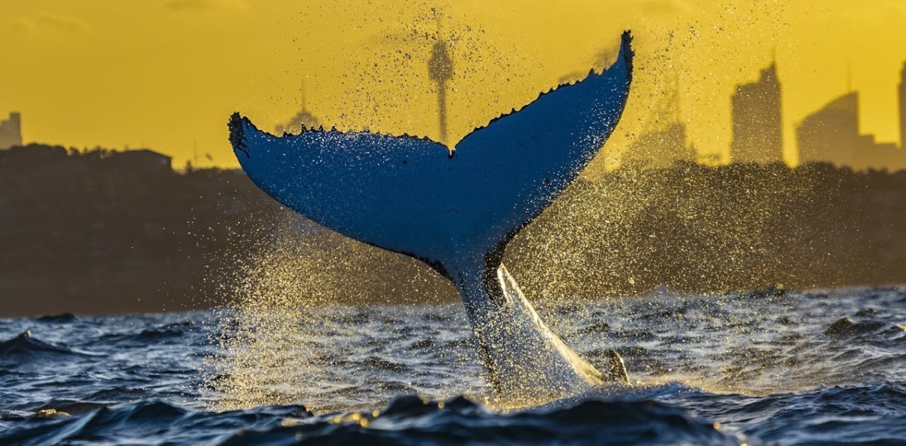 Hidden connections of more than 100 migratory marine species revealed in interactive map