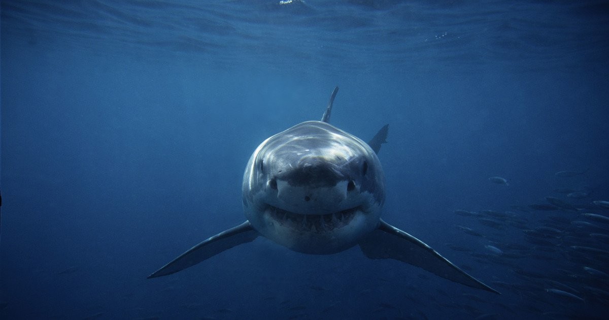 Another Shark Attack in South Australia After 4 Fatalities