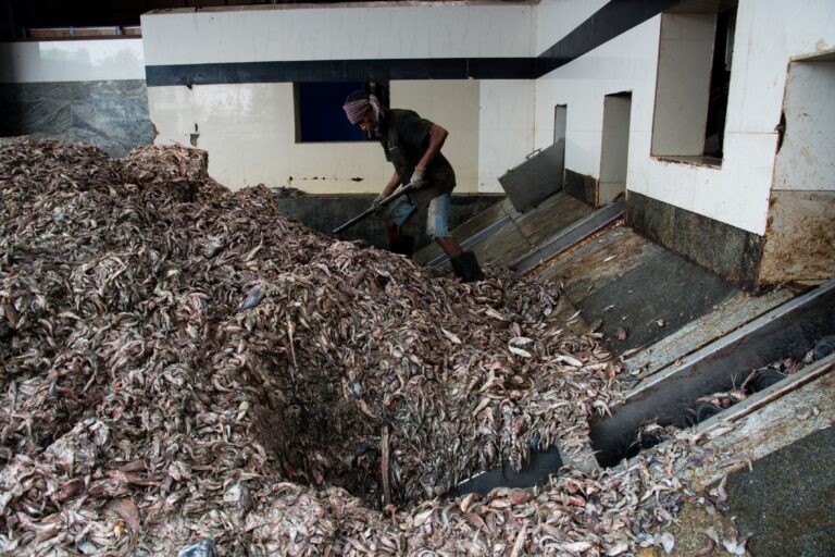 New study maps the fishmeal factories that supply the world’s fish farms