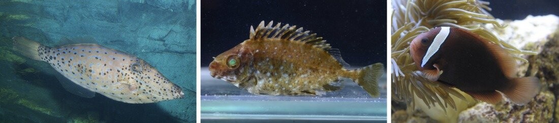 Predicting how climate change will affect tropical fish distribution in Japan