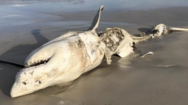 Watch Out For These Insane Great White Hunting Creatures Around South Africa