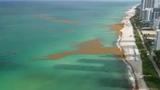 Florida, Caribbean beaches could be choked out by record levels of Sargassum seaweed this summer