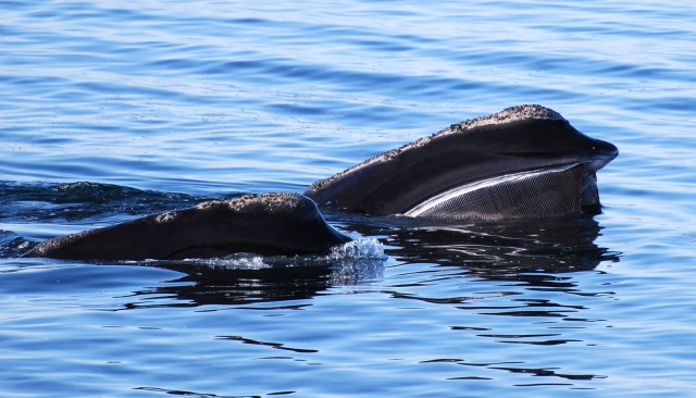 Tool aims to get people to save the North Atlantic right whale - Futurity