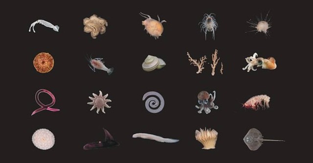 Scientists Find Nearly 100 New Species, Including Several Fish, During Deep-Sea Exploration Off New Zealand
