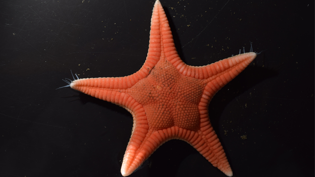 New, vibrant starfish discovered in Japan