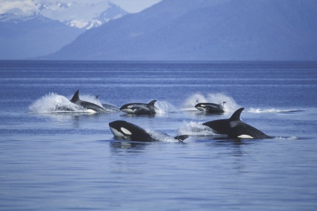 WATCH: Humpback Whales Chase Orcas in ‘Amazing Display’