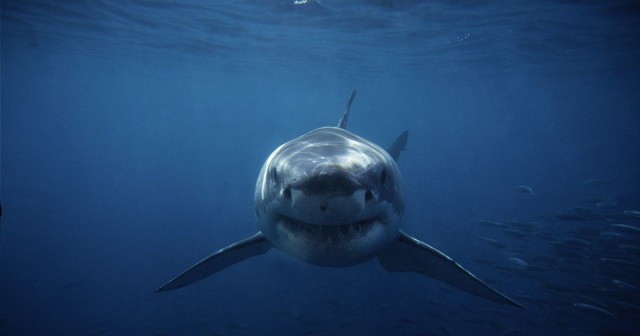 Another Shark Attack in South Australia After 4 Fatalities