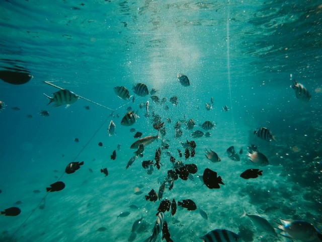 The Oxygen Minimum Zone: Where Fish Thrive With Almost No Air