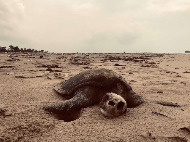 Why and How Marine Life Is Disappearing Faster Than Ever