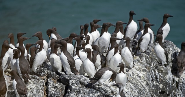 Surveys show full scale of massive seabird die-off due to Pacific Ocean heat wave